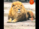 辽宁本溪一动植物园狮子被饿成“纸片”？官方发布情况说明