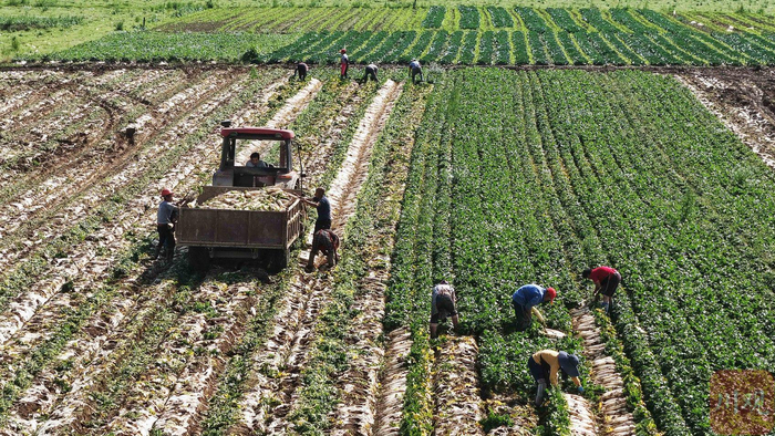 4月14日，在四川省南充市嘉陵区河西镇，当地村民正在收萝卜。