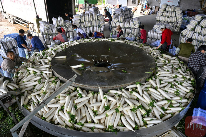 4月14日，在四川省南充市嘉陵区河西镇，当地村民正在清洗萝卜，准备打包销售。