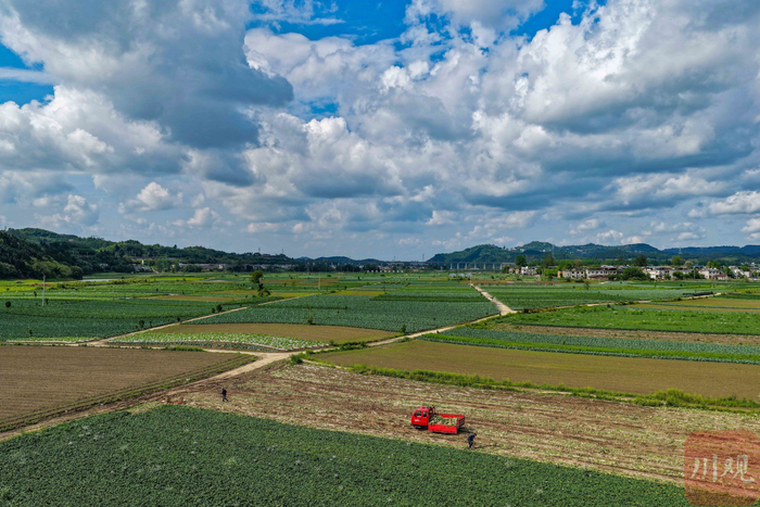4月14日，在四川省南充市嘉陵区河西镇，当地村民正在收萝卜。