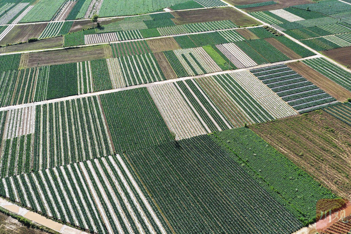 4月14日，位于嘉陵江畔的四川省南充市嘉陵区河西镇蔬菜基地一派生机盎然。