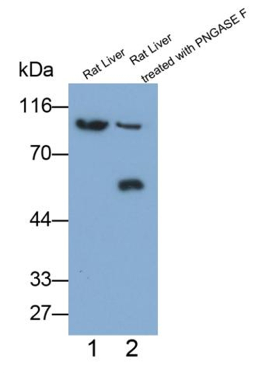 图1大鼠肝组织中CD54蛋白的PNGase F去糖基化验证实验