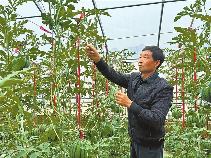 靖远县东湾镇农户悉心管护大棚瓜苗。靖远县融媒体中心供图