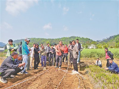 云南省文山州马关县政协委员杨加龙（讲解者）正在开展红果参种植技术培训