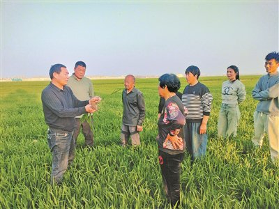 河南省周口市太康县政协委员王志强（左一）在田间为农户讲解技术要点