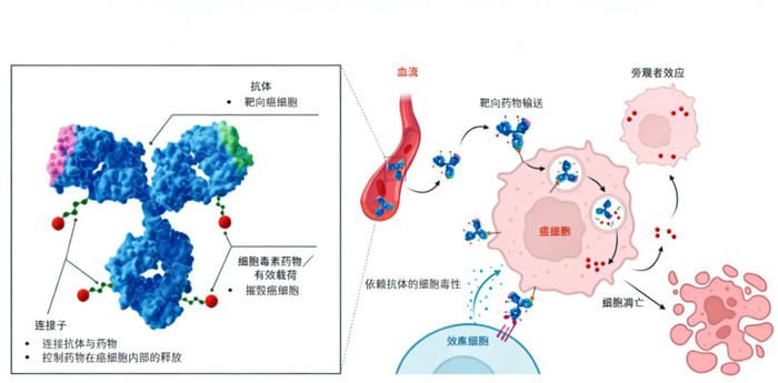 资料来源：《明宇制药招股说明书（第一次呈交）2025-11-24》援引灼实咨询数据，山西证券研究所