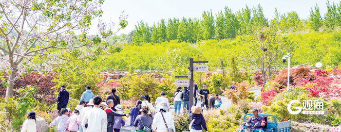 市民游客在西海岸新区铁山街道杨家山里乡村振兴片区无比方花园春游。