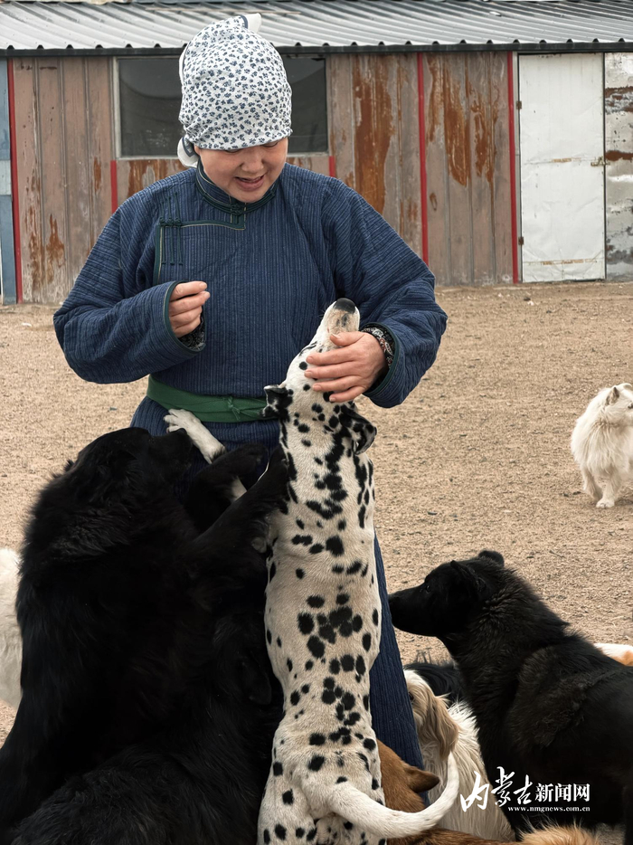每一只狗都和付金艳特别亲