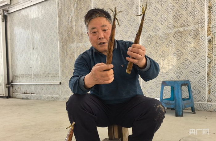 苏柏华向记者介绍雷笋（央广网记者  刘浩  摄）