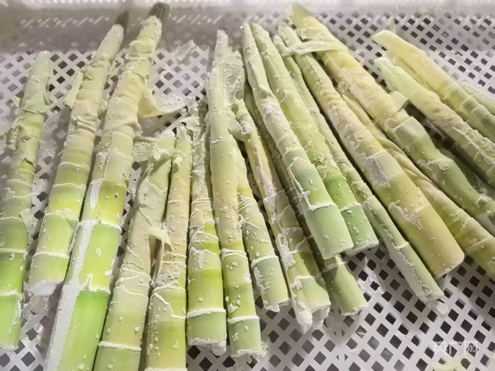 液氮速冻的雷笋（央广网记者  刘浩  摄）