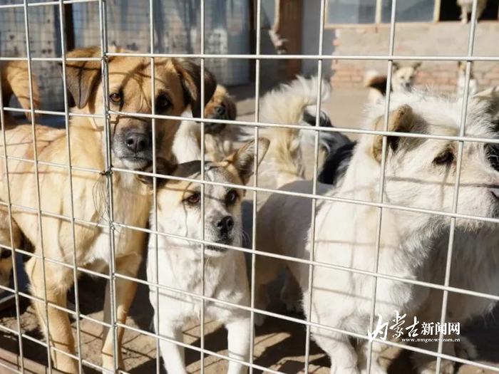 　　“毛孩子”在基地被悉心照料