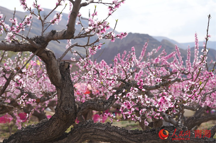 桃花源美景。人民网 顾斐菲摄