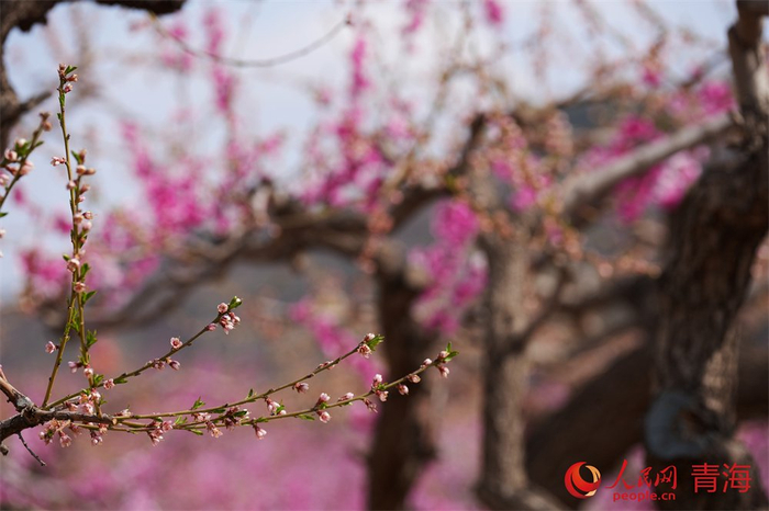 枝桠的桃花正含苞待放。人民网 顾斐菲摄 