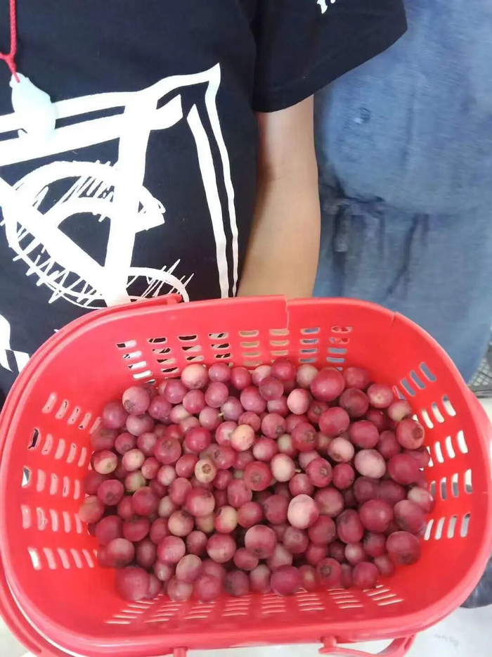 ▲天然的“红粉佳人”蓝莓。 受访者供图