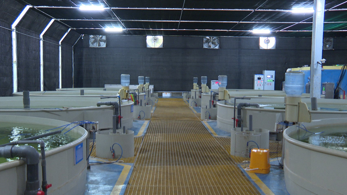 梓江鳜鱼智能繁育中心