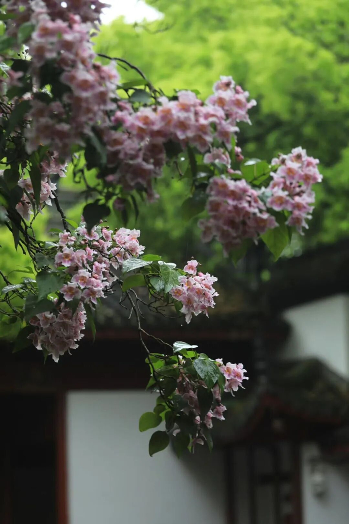 摄影/江志清