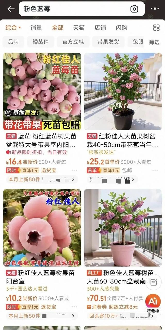 电商平台店铺展示的粉色蓝莓树苗图片。 电商平台截图