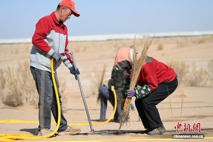 　　4月1日，高台县治沙人在种植梭梭苗。　戴文昌 摄