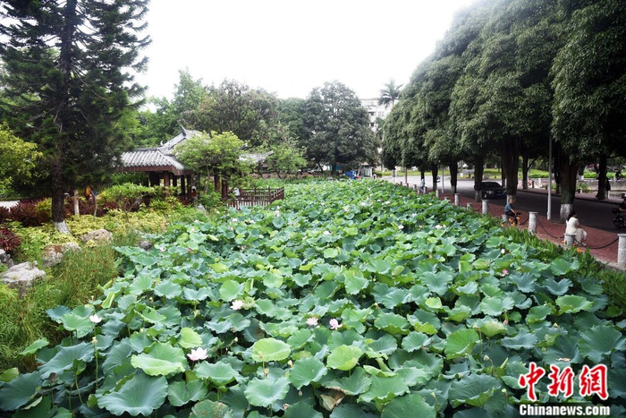  夏季，广西大学荷花绽放，景色宜人。刘美芸 摄