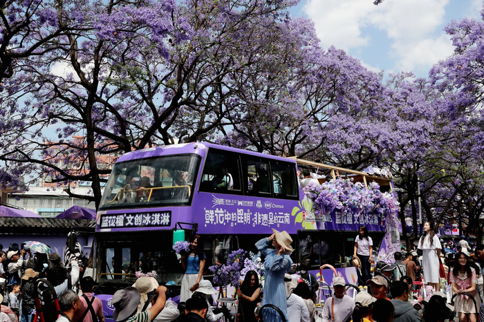 教场中路蓝花楹。杨峥 摄