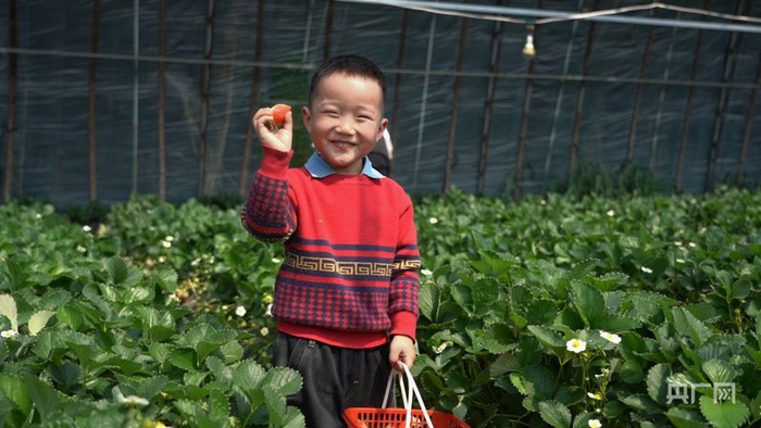 自驾游家庭沿天路一路上山，现场采摘感受“从田间到舌尖”的新鲜、体验田园乐趣。（央广网发  范坤  摄）