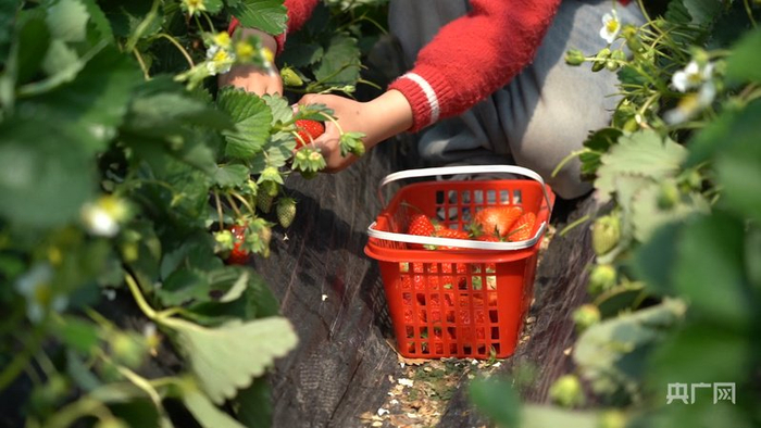 有机肥种植的草莓鲜红饱满、缀满藤蔓，成为春日山乡最动人的“甜蜜风景”。（央广网发  刘海洋  摄）