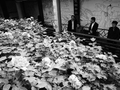 怀宁小市“乾隆牡丹”盛放迎客