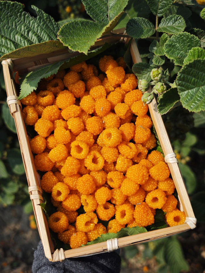 图源：云县融媒体中心