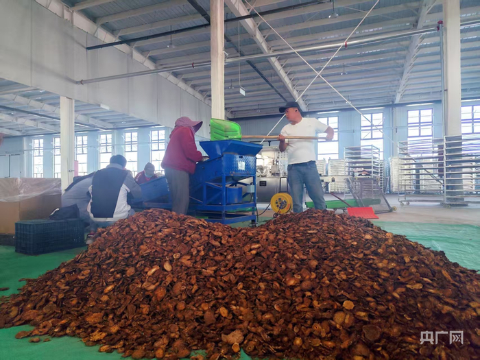 阿克苏鑫奕泽农业科技有限公司员工正在对肉苁蓉进行加工和筛选  （央广网发  马晓杉  摄）