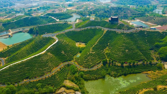 图为信阳市罗山县周党镇茶山。新华社发