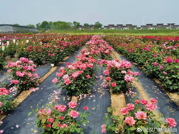 基地里盛放的月季花。（九派新闻资料图）