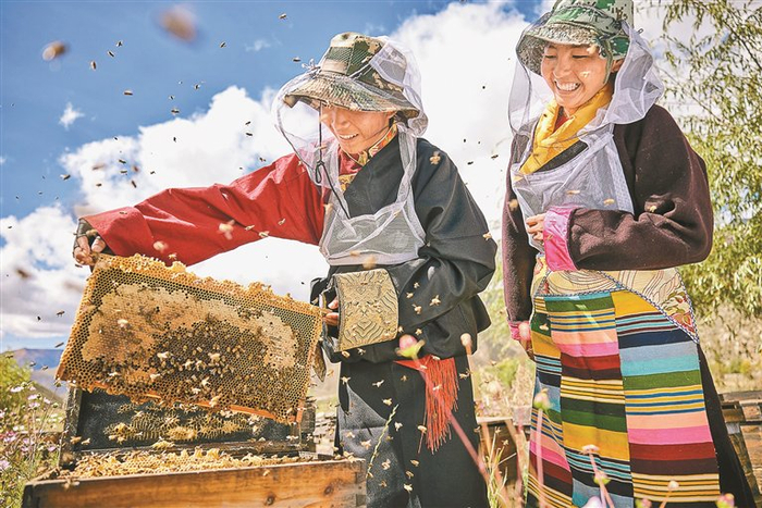 图为蜂农在取蜜（资料图片）。