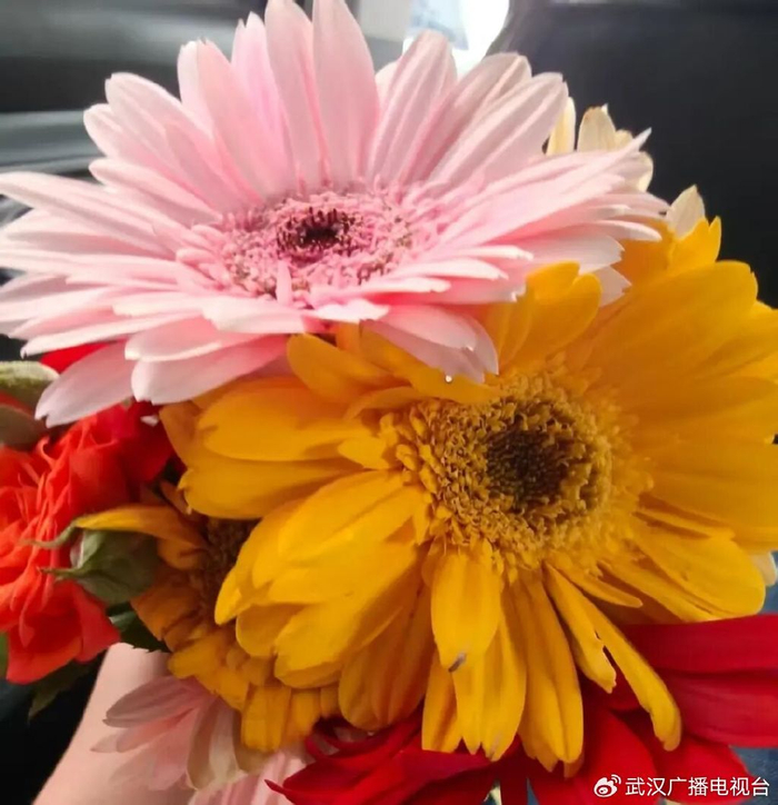 非洲菊。图/九派新闻 孙沁怡