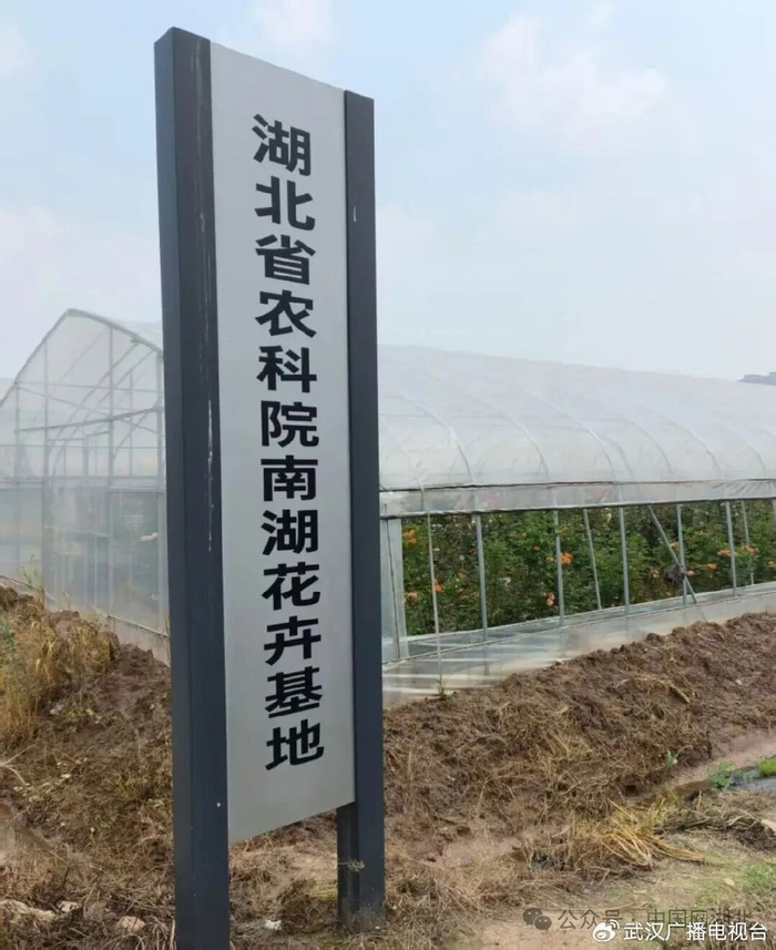 南湖花卉基地。图/九派新闻 孙沁怡