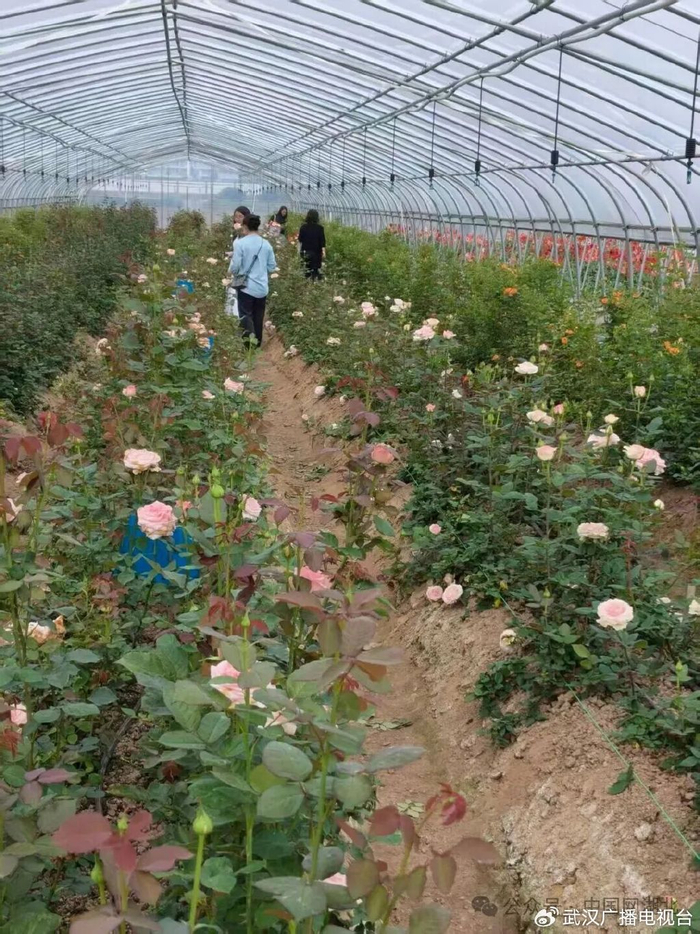 游客在采摘鲜花。图/九派新闻 孙沁怡