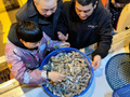 温州人爱吃的这种海鲜，价格“跳水”！
