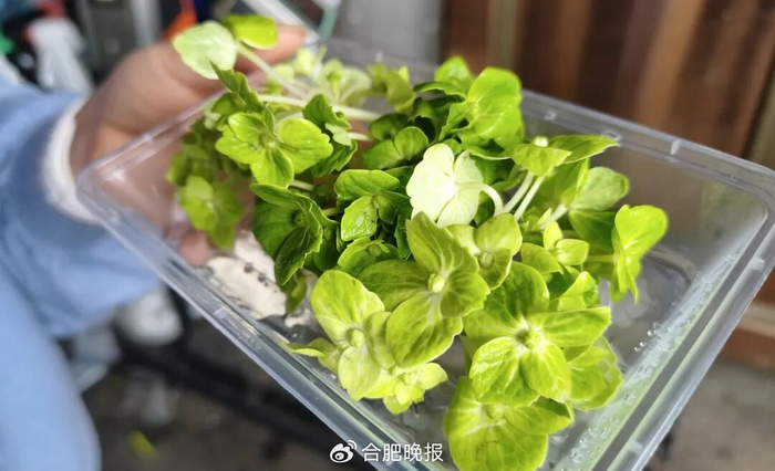 ​绿绣球花瓣。高勇 摄