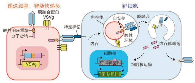 胞啃递送机制丨受访者供图