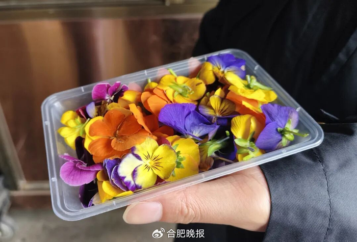 ​三色堇。高勇 摄