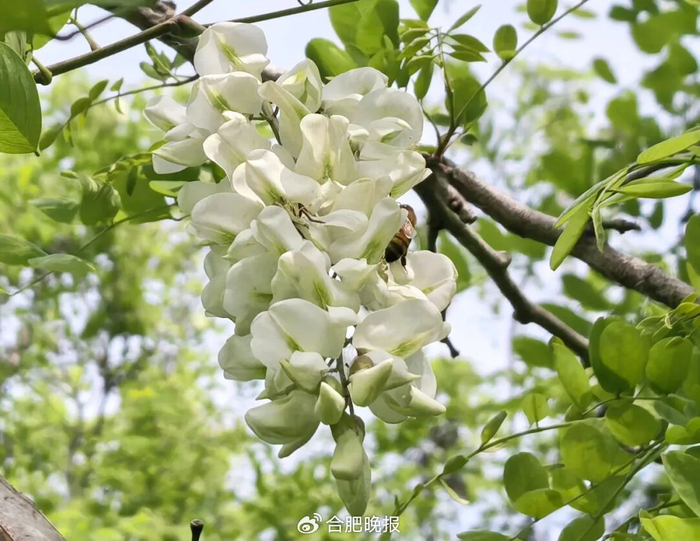 ​在巢湖街头拍摄的槐树花。马丰成 摄