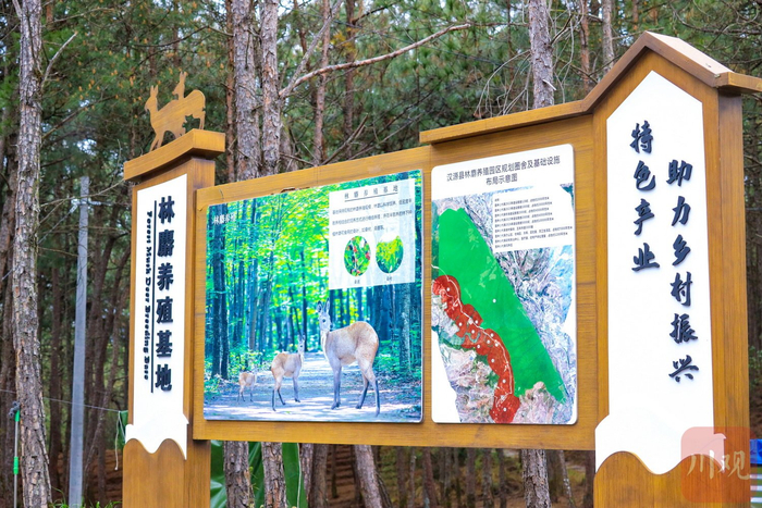 当地林麝养殖基地