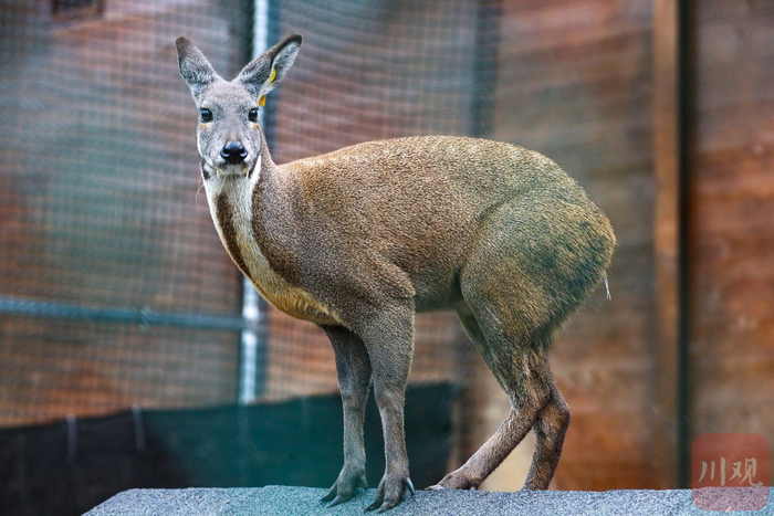 林麝爬到汉源养殖园区空地高处眺望。