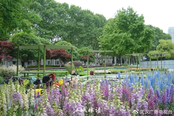 ⊙中山公园特色展区花卉已进场开始布置 黄康 摄