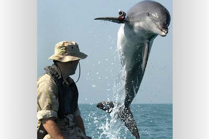 ▲2003年伊拉克战争期间，一只佩戴追踪装置的美国海军海豚在波斯湾执行扫雷任务