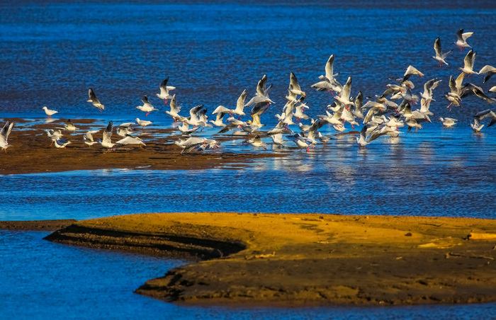 “鹤岗蓝”与东方白鹳交相辉映