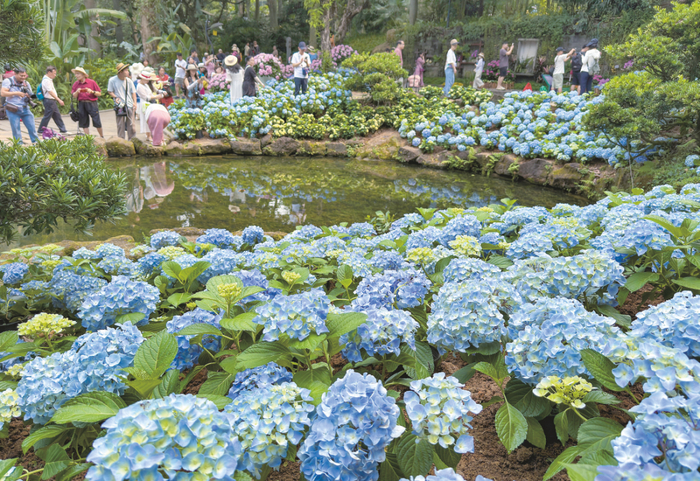 青秀山兰园里，游人在绣球花组成的花境里流连。记者 潘浩 摄