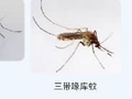 今年蚊子“史诗级加强”?湖南情况如何
