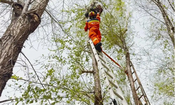 某位大爷上树摘榆钱，被消防员救下。