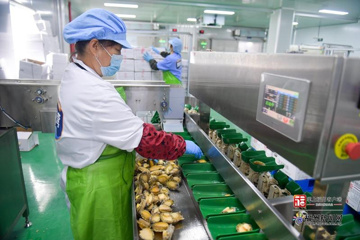 中国罗源鲍鱼供应链中心内，工作人员对鲍鱼进行加工。刘其燚 摄