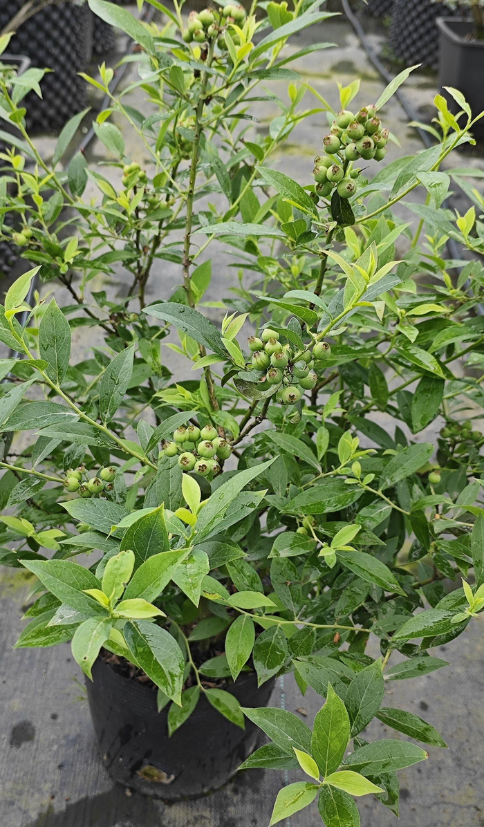省农科院在都江堰基地种植还未成熟的“红粉佳人”品种。受访者供图